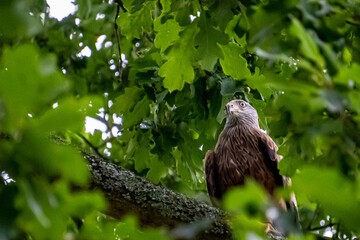 Red Kite, in a tree.