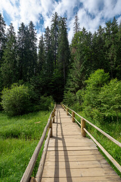 wooden bridge above the creek among the trees. walkway through forest. location synevyr national park, ukraine