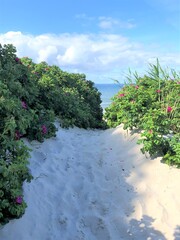 Beautiful sand dune with beach rose bushes near the sea, Bornholm, Denmark