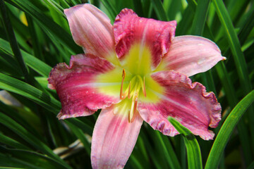 Fototapeta na wymiar Pink & Yellow Lily in the Garden