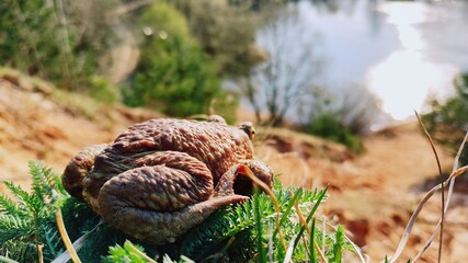Big frog on a cliff in front of water