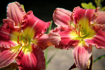 Obraz na płótnie Canvas Double Pink & Yellow Lily