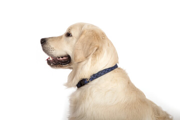 Portrait of Golden retriever on a white background.