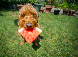  Miniature golden doodle dog holding a slice of watermelon in her mouth on a hot summer day.