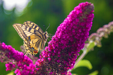 Schwalbenschwanz - Falter - Schmetterling - Flieder
