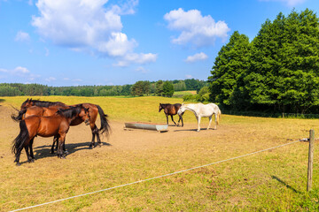 Horses grazing on meadow near Galkowo village on sunny summer day, Masurian Lakes, Poland