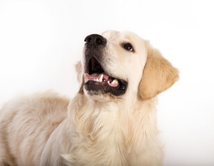 Golden retriever dog lies on a white background.