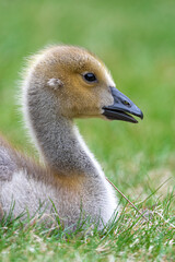 Fototapeta premium Portrait of Young Canada Goose (Branta canadensis)