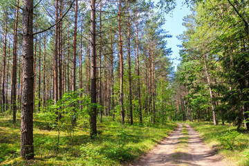 Obraz premium Cycling forest road near Mikolajki town, Masurian Lakes, Poland