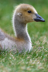 Portrait of Young Canada Goose (Branta canadensis)