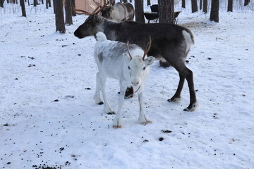Reindeer in the woods in Lapland, Sweden