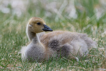 Portrait of Young Canada Goose (Branta canadensis)