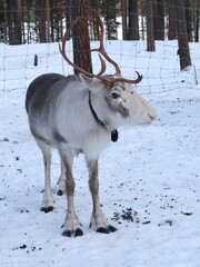 Reindeer in the woods in Lapland, Sweden