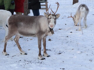 Reindeer in the woods in Lapland, Sweden