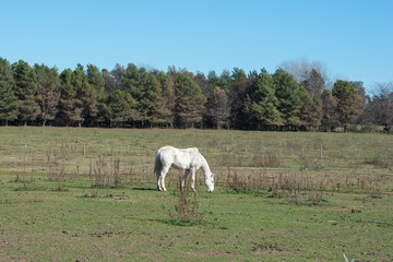 Polo, training with horses