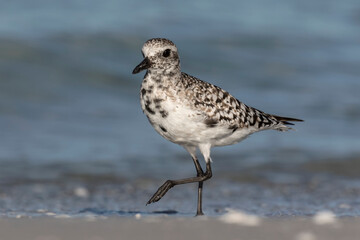 Black bellied Plover
