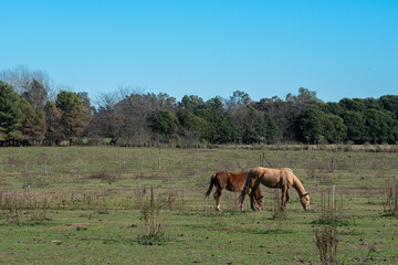 Polo, training with horses