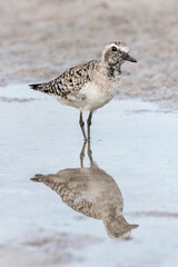 Black bellied Plover