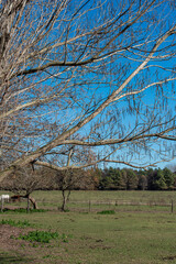 Polo, training with horses