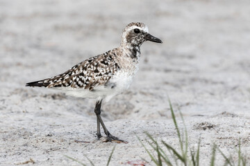 Black bellied Plover
