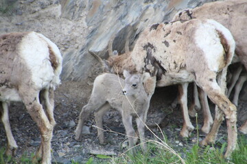 Young Sheep, Jasper National Park, Alberta