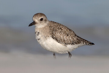 Black bellied Plover