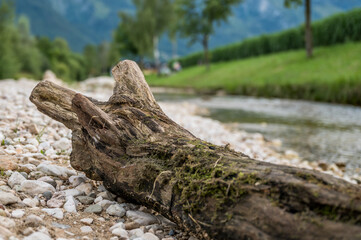 Fototapeta premium fallen tree stump by riverside