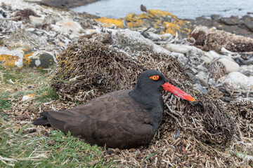 Blackish Oystercatcher incubating on nest