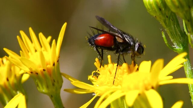 Close Up movie of Parasite Fly on yellow flower. Her Latin name is Eriothrix rufomaculata.