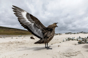Falkland Skua aggressive display near nest site