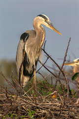 Great Blue Heron adult at nest