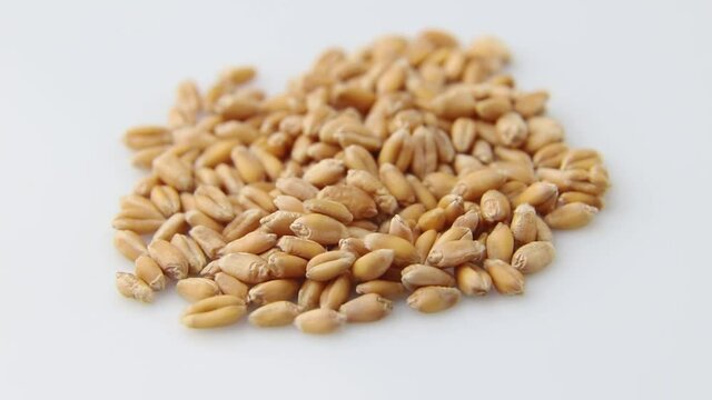Rotating of wheat grains on white background. Side view, close up.
