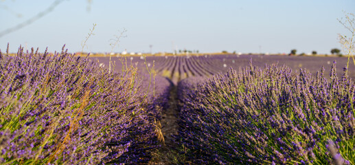 purple lavande fields