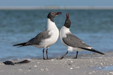 Laughing Gull courtship