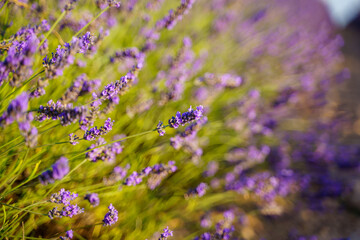 violet flowers from a lavender field in french provence