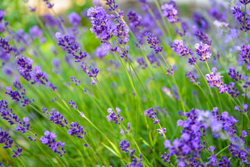 Purple Fragrant Lovanda Flowers, Perfume Ingredient, Aromatherapy.