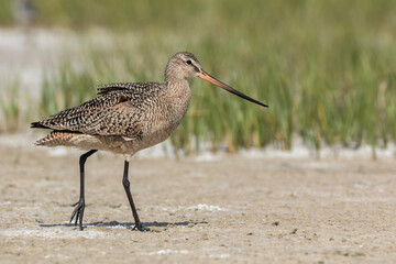 Marbled Godwit
