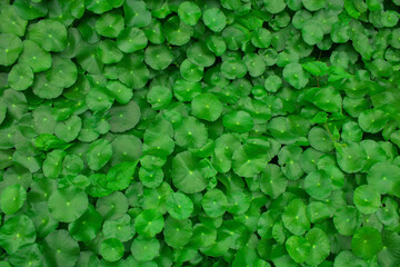 A small lily pad. like plant with bright green heart shaped leaves, producing small pearly white flowers. Use this image of green beautiful as background.