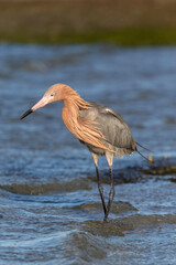 Reddish Egret fishing