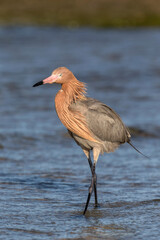 Reddish Egret fishing