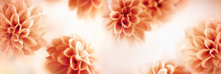 Autumn floral composition made of fresh dahlia on light pastel background. Festive flower concept...