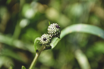 Podwójny  kwiatostan ostu