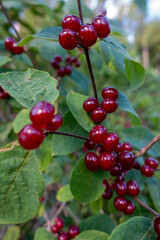 Lonicera xylosteum . ROTE HECKENKIRSCHE . Fly honeysuckle