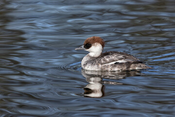 Smew - redhead female