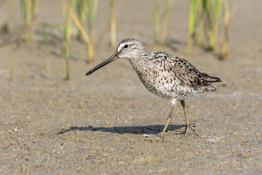 Short Billed Dowitcher