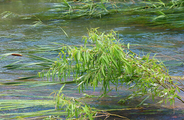 비온뒤 냇가 풀 나무