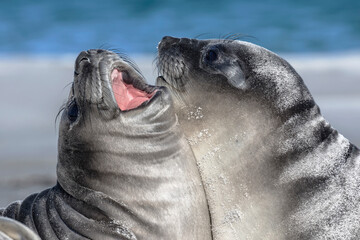 Southern Elephant Seal pups play fighting