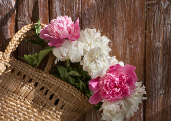 Flowers of pink red and white peonies in wicker basket on wooden table against wooden background