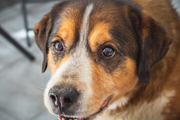 Beautiful portrait of a crossbreed dog, portugal