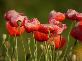Field poppies (Papaver rhoeas) - withering red poppy flowers and poppy heads, Gdansk, Poland